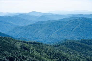 Yaz dağlarında kozalaklı orman