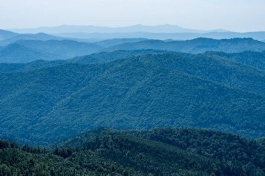 Yaz dağlarında kozalaklı orman