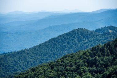 Yaz dağlarında kozalaklı orman