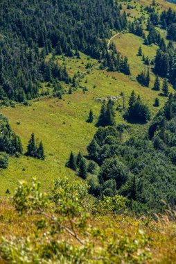 Yaz dağlarında kozalaklı orman