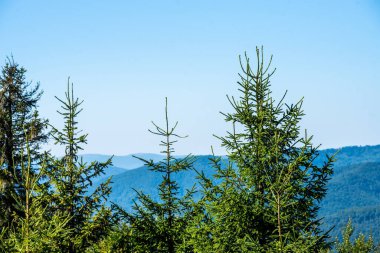 Yaz dağlarında kozalaklı orman