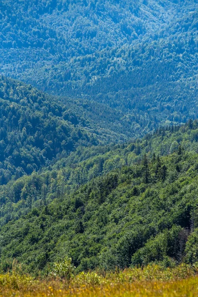 Bosque Coníferas Las Montañas Verano — Foto de Stock