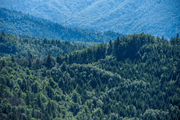 Хвойные Леса Летних Горах — стоковое фото