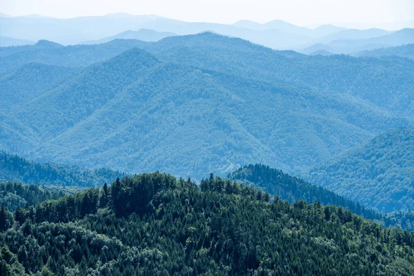Bosque Coníferas Las Montañas Verano — Foto de Stock