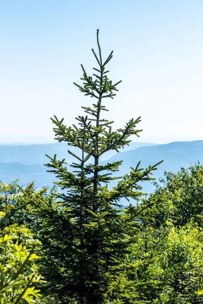 Coniferous Forest Summer Mountains — Stock Photo, Image