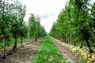 Güneşli bir günde bir meyve bahçesinde sıralanmış elmalar