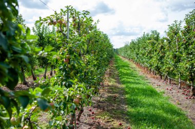 Kırmızı elma bahçesi hasat etmeye hazır.