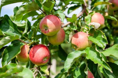 Ağaçta kırmızı elma