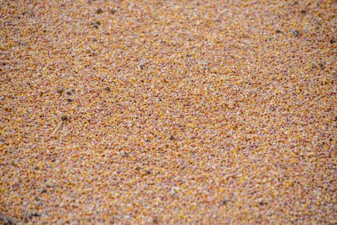 Yazın mısır tarlası.