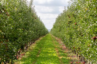 Elma bahçesi ve sıra sıra elma..