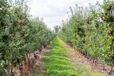 Meyve bahçesinde elmalar. Meyve bahçesindeki elma ağaçları.