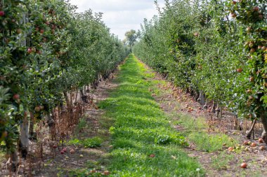 Elmalı elma bahçesi