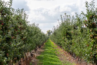 Meyve bahçesinde