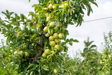 Meyve bahçesinde olgun elmalar
