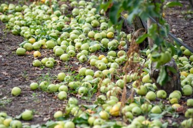 Meyve bahçesinde yeşil elmalar
