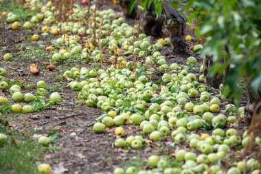 Bahçedeki ağaçtaki yeşil elmalar