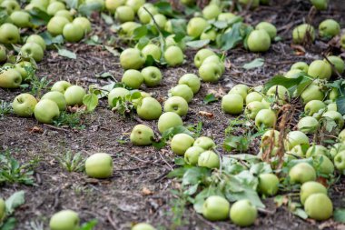 Bahçedeki meyve bahçesindeki bir ağaç dalında yeşil elmalar uzanır..