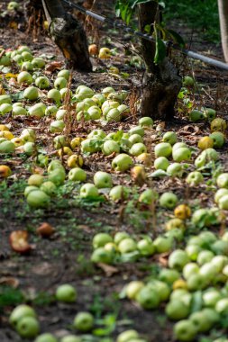 Meyve bahçesinde elmalar