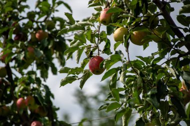Bahçedeki elma ağacında asılı kırmızı elmalar