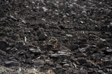 Ormanda bir yığın siyah taş.