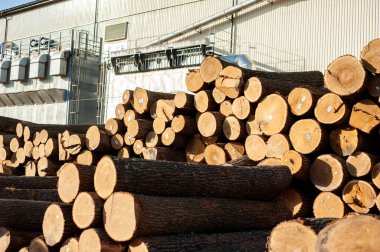 Ormanın içinde yığılmış ahşap