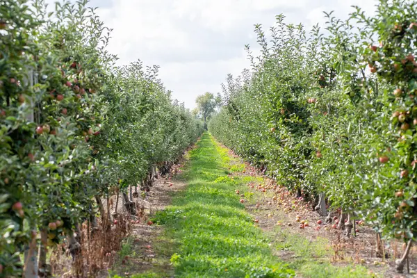 Meyve bahçesinde elmalar. Meyve bahçesindeki elma ağaçları.
