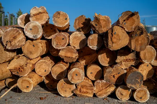 Woodworking industry technology. Wood logs/