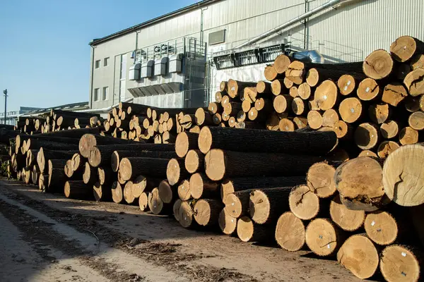 Träförädlingsindustri Beredning Och Bearbetning Trästockar — Stockfoto