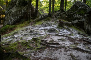 Ormanda bir ağacı olan güzel bir manzara.