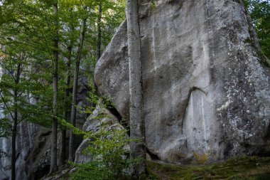 Dağlardaki kayalar. Mavi gökyüzü ve ağaçlar