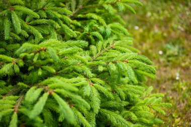 Yeşil ladin dalları yakın - yakın. Ladin dalları.