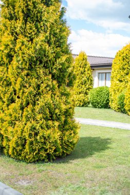 Önünde sarı ağaçlar ve çalılar olan büyük yeşil bir çimen.