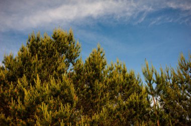 Doğanın güzel manzarası