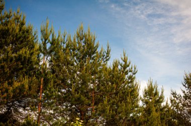 Mavi gökyüzüne karşı parktaki ağaçlar