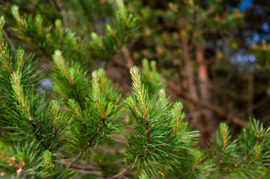 Ormanda çam dalları