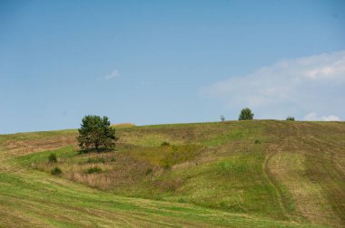 Ağaçlarla ve mavi gökyüzüyle güzel bir yaz tarlası.