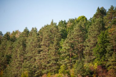 Ağaçlı sonbahar ormanı