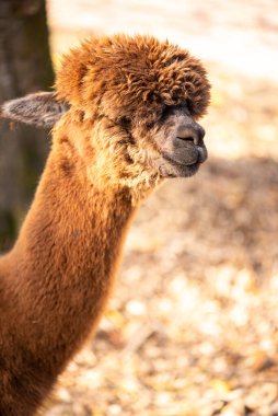 Bulanık arkaplanı olan bir alpakanın yakın çekim görüntüsü