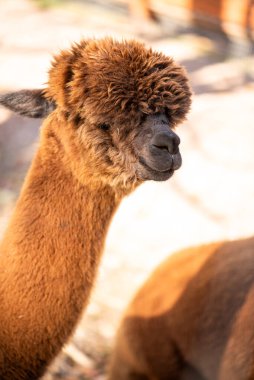 Yakın çekim - parktaki güzel alpaka görüntüsü.