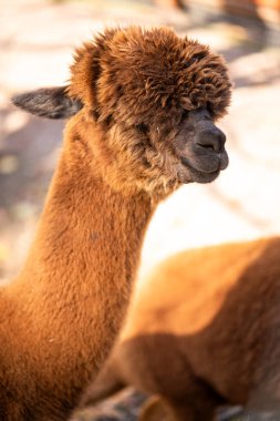 Hayvanat bahçesindeki alpaka..