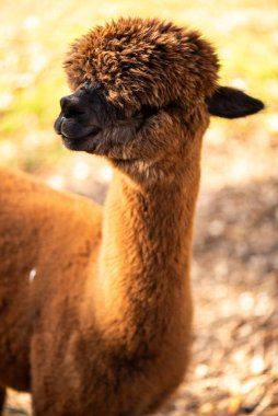 Lama 'nın yakın görüntüsü