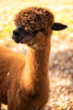 Hayvanat bahçesindeki lama