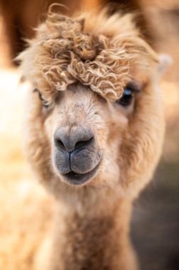 Hayvanat bahçesinde şirin bir alpaka yakın çekim