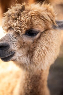 bir alpaka portresi