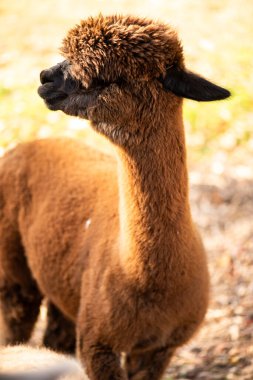 Çok güzel bir alpaka resmi.