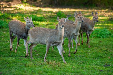Vahşi geyikler vahşi doğada