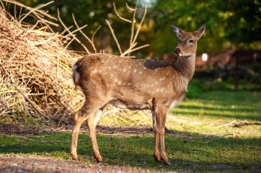 Ormanda genç bir geyik