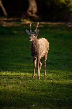 Gündüzleri kırmızı geyik