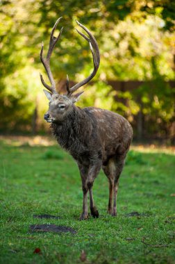 Boynuzlu kırmızı geyik geyiği. Geyik boynuzları