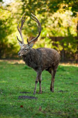 Sonbahar ormanında boynuzlu kırmızı geyik..